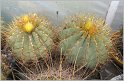 ferocactus-glaucescens-2