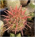 ferocactus-gracilis
