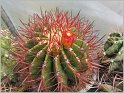 ferocactus-stainesii