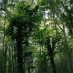 Foresta Umbra