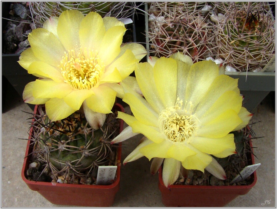 acanthocalycium_thionanthum.jpg