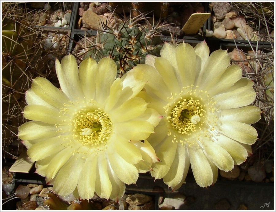 acanthocalycium_thionanthum_2.jpg