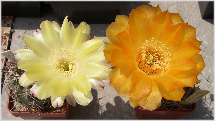 acanthocalycium_thionanthum_3.jpg