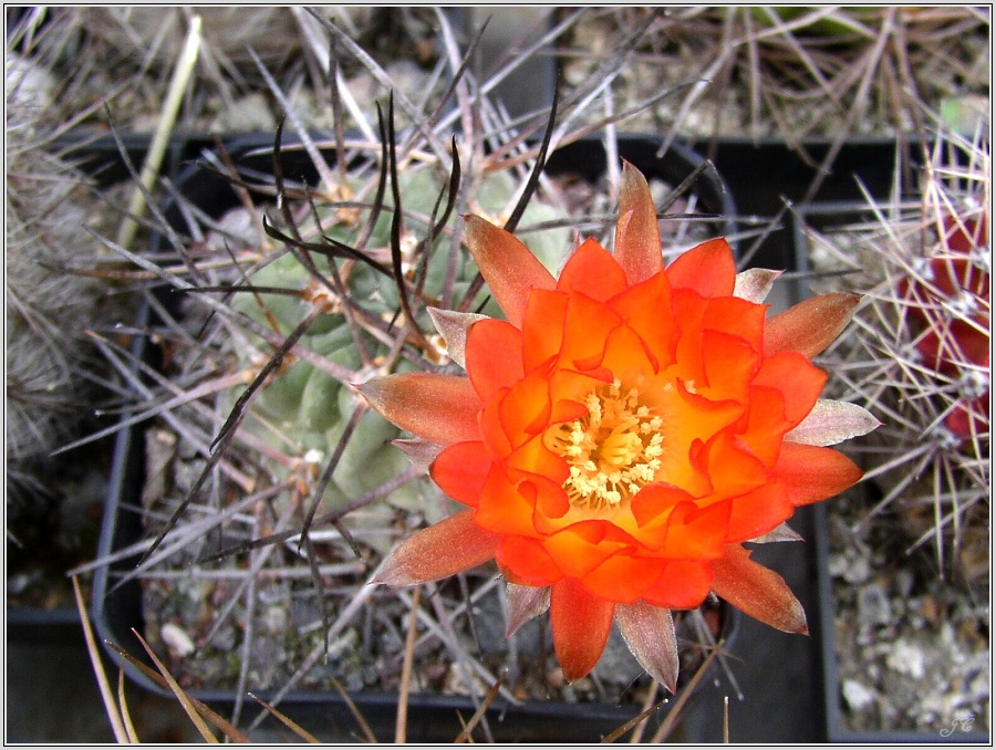 acanthocalycium_thionanthum_var_aurantiacum_wr148.jpg