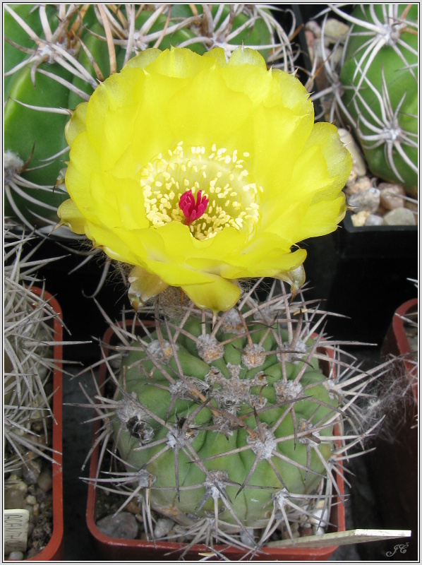 acanthocalycium_thionanthum_var_glaucum_2.JPG