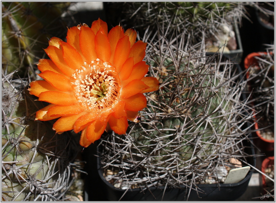 acanthocalycium_thionanthum_var_variiflorum_2.JPG