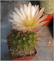 acanthocalycium_sp_n