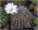 acanthocalycium_sp_p120
