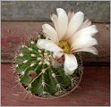 acanthocalycium_spiniflorum