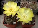 acanthocalycium_thionanthum