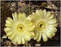 acanthocalycium_thionanthum_2