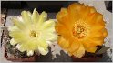 acanthocalycium_thionanthum_3