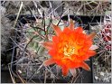 acanthocalycium_thionanthum_var_aurantiacum_wr148