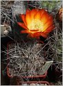 acanthocalycium_thionanthum_var_aurantiacum_wr148_2