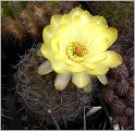 acanthocalycium_thionanthum_var_glaucum