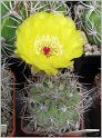 acanthocalycium_thionanthum_var_glaucum_2