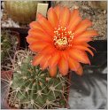 acanthocalycium_thionanthum_var_variiflorum