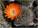 acanthocalycium_thionanthum_var_variiflorum_2