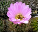 acanthocalycium_violaceum