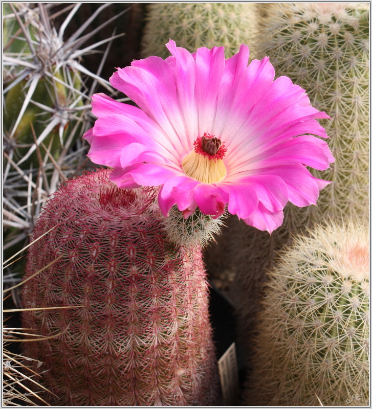 echinocereus_pectinatus_var_rubispinus_l088.JPG