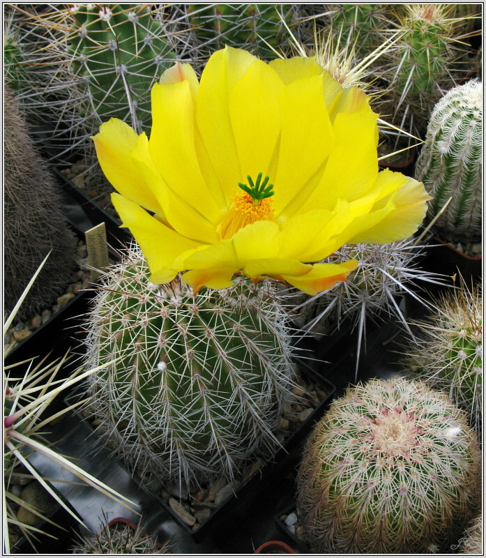 echinocereus_tayopensis.JPG