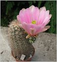 echinocereus_dasyacanthus-hk