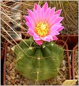 echinocereus_knippelianus_var_reyesii