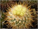 echinofossulocactus_albatus