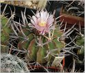echinofossulocactus_coptonogonus