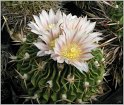 echinofossulocactus_dichroacanthus