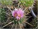 echinofossulocactus_erectocentrus