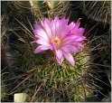 echinofossulocactus_rosasianus