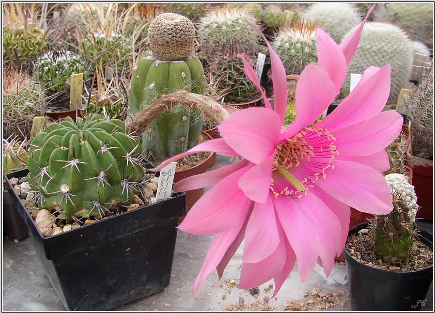 echinopsis_frankii.jpg