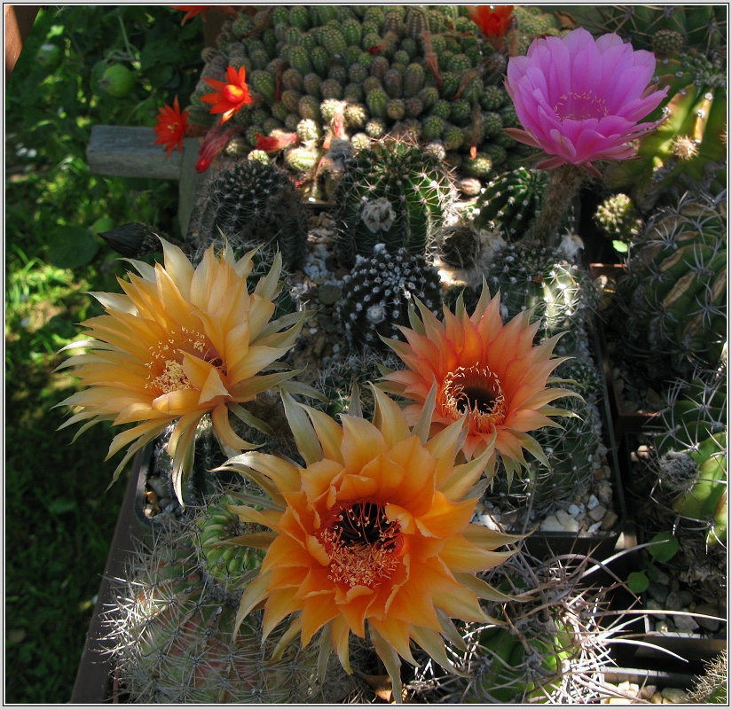 echinopsis_hybr5.JPG