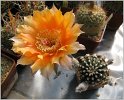 echinopsis_hybr1