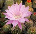 echinopsis_hybr2