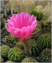 echinopsis_hybr4