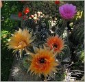 echinopsis_hybr5
