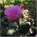 echinopsis_hybr6