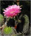 echinopsis_hybr7