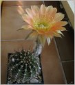 echinopsis_hybr8