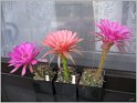 echinopsis_obrepanda_var_purpurea