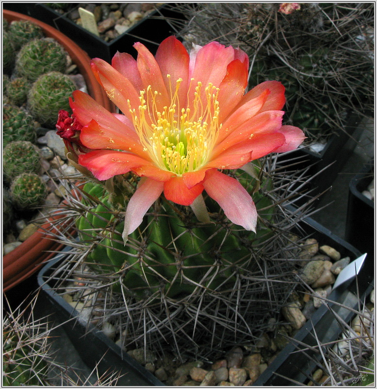 lobivia_acanthoplegma_var-oligotrichal-1.JPG