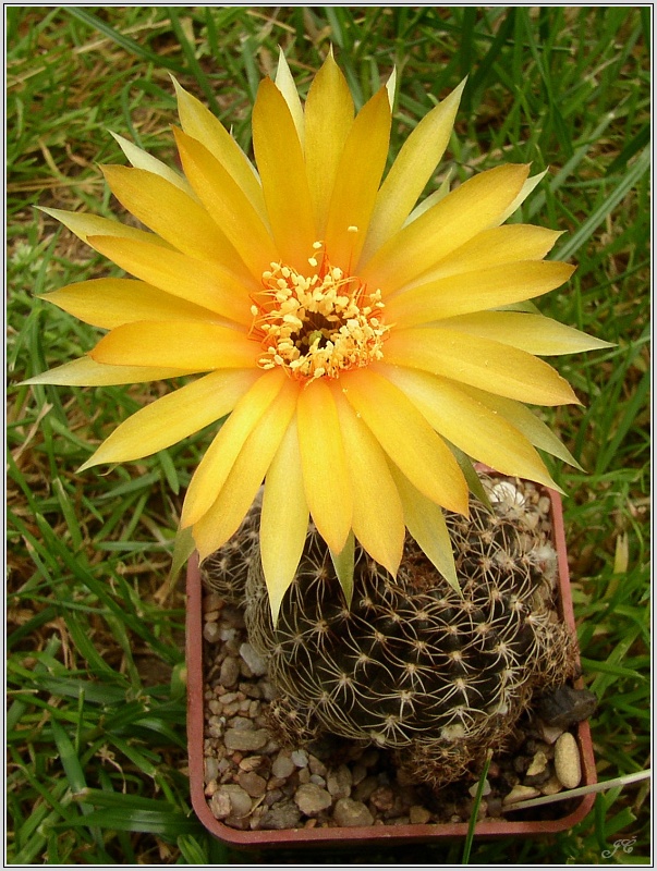 lobivia_arachnacantha_2.jpg
