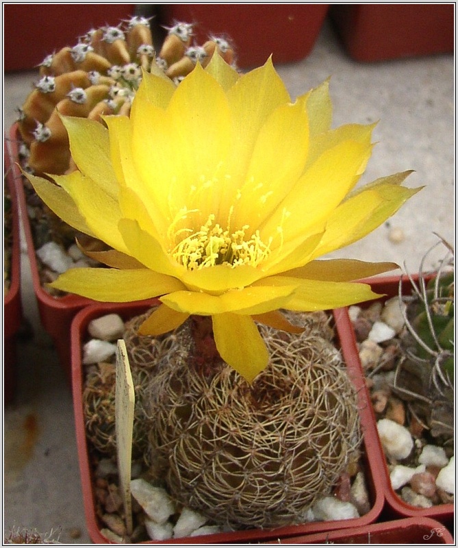 lobivia_arachnacantha_4.jpg