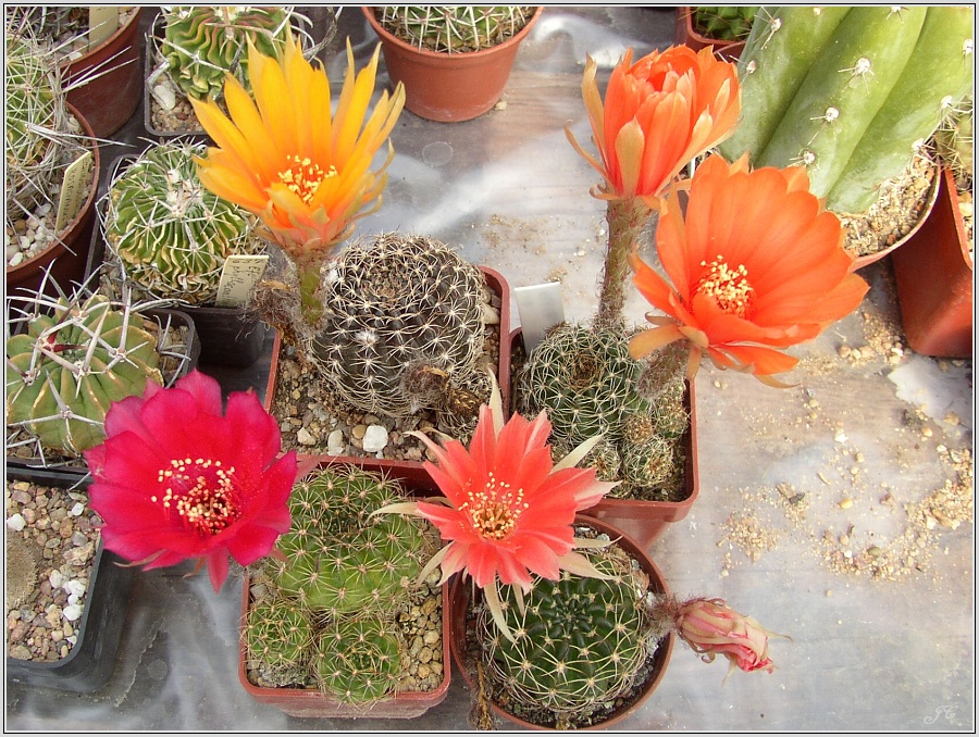 lobivia_arachnacantha_6.jpg