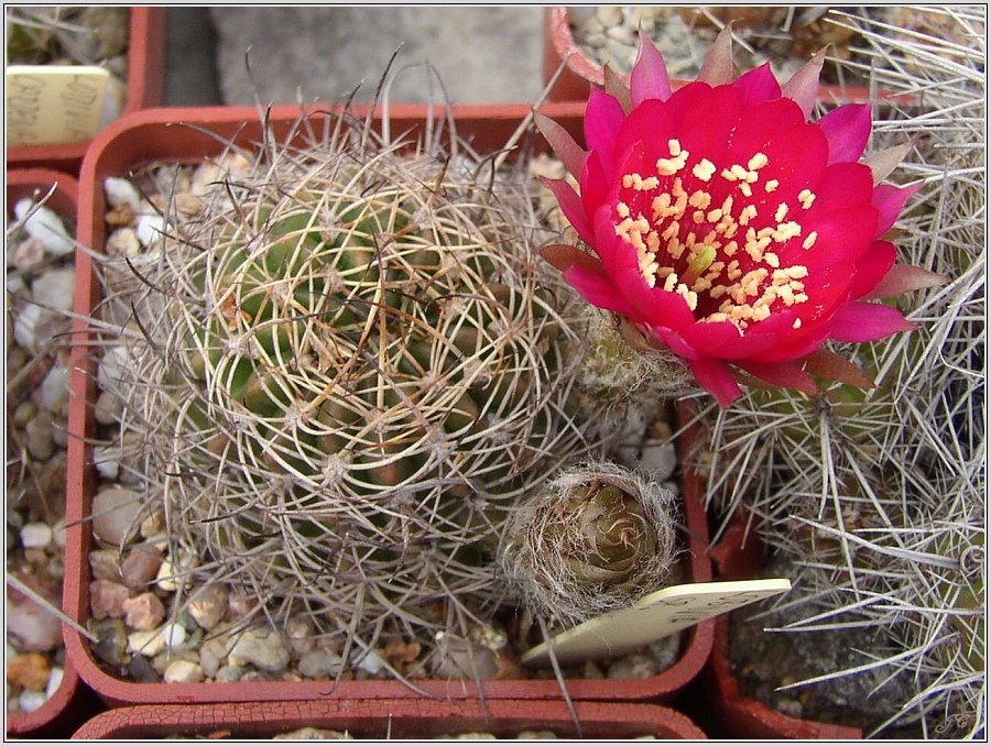 lobivia_backebergii_var_oxyalabastra_2.jpg