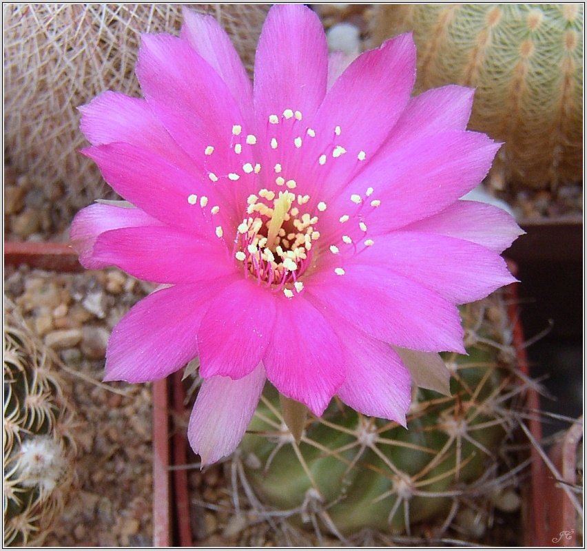 lobivia_cardenasiana_01.jpg