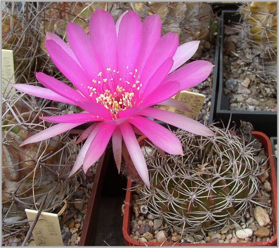 lobivia_cardenasiana_03.jpg