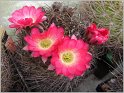 lobivia_acanthoplegma_var_vacasensis_wr261